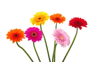 Gerbera'lardan
