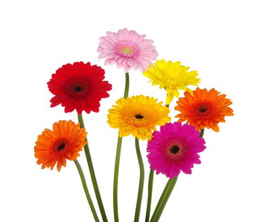 Gerbera'lardan