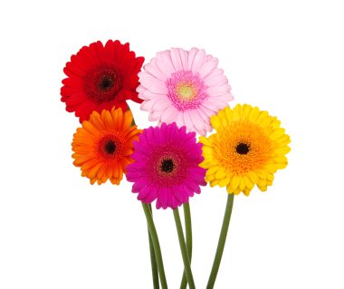 Gerbera'lardan