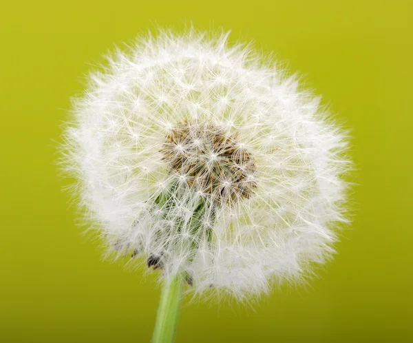 Dente de leão de primavera — Fotografia de Stock