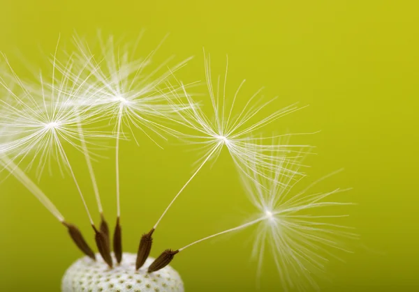 Dente de leão de primavera — Fotografia de Stock