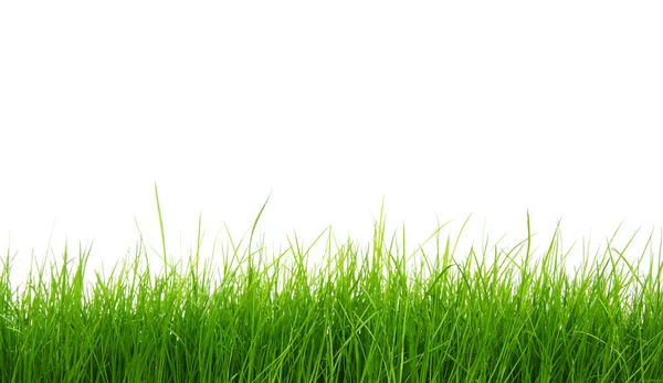 Green grass — Stock Photo, Image