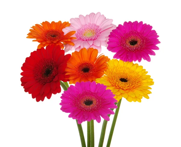 Gerbera Daisies — Zdjęcie stockowe