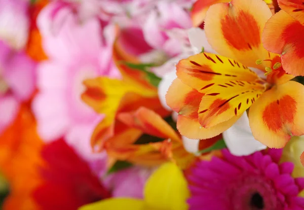 Achtergrond van de bloemen — Stockfoto