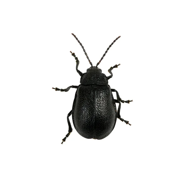 Black beetle — Stock Photo, Image