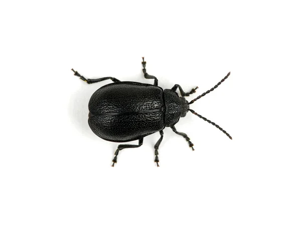 Escarabajo negro — Foto de Stock