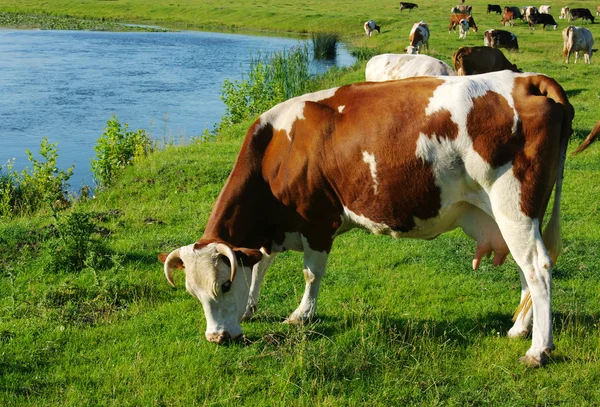 Kráva na louce牧草地で牛します。 — ストック写真