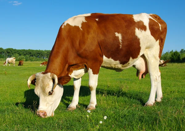 Cow on meadow — Stock Photo, Image