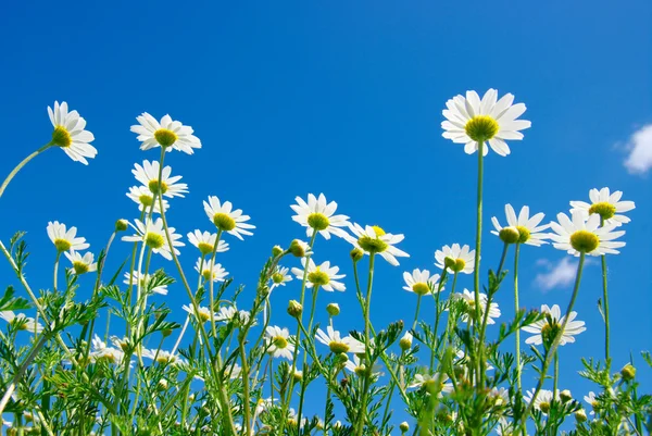 Weiße Gänseblümchen — Stockfoto