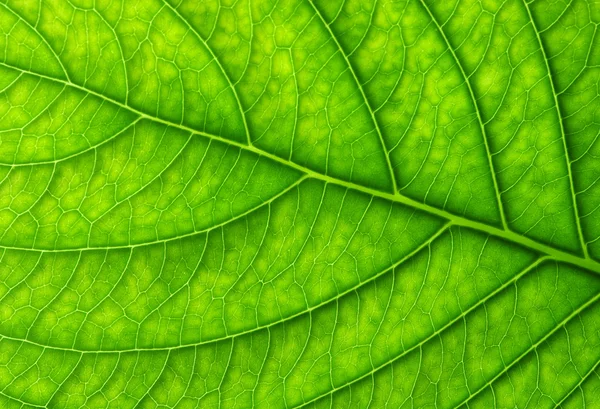 Textura de hoja verde — Foto de Stock