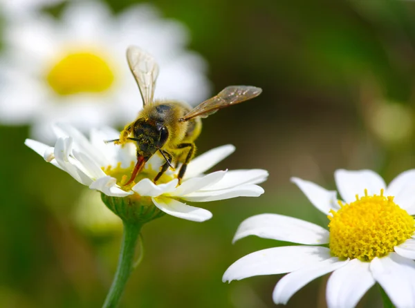 Včela na heřmánku — Stock fotografie
