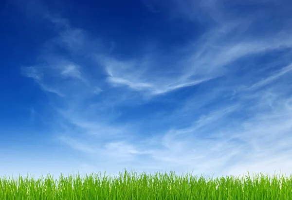 Green grass Royalty Free Stock Photos