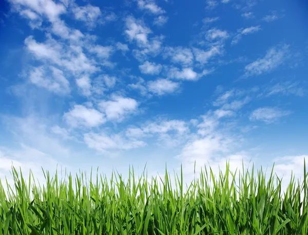 Green grass — Stock Photo, Image