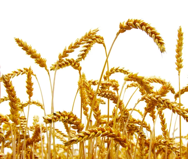 Wheat — Stock Photo, Image