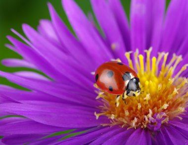 uğur böceği ve çiçek 