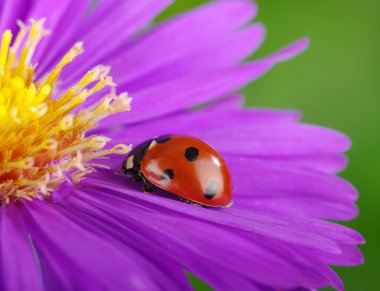 uğur böceği ve çiçek 