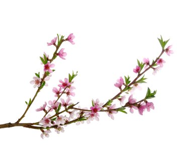  pembe çiçekleri 