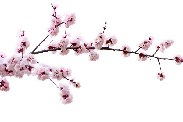 Pink blossoms — Stock Photo, Image