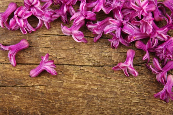 Flor de primavera — Fotografia de Stock