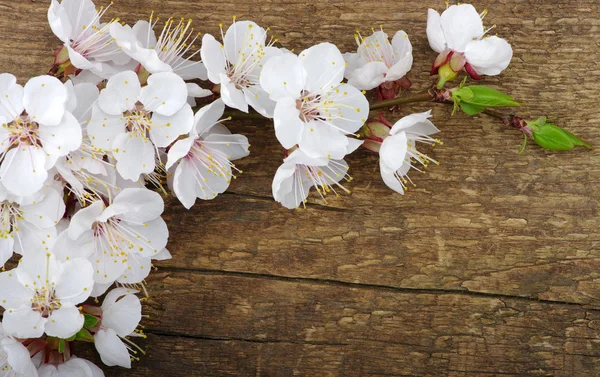 Spring  flower — Stock Photo, Image