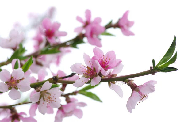 Rosafarbene Blüten — Stockfoto