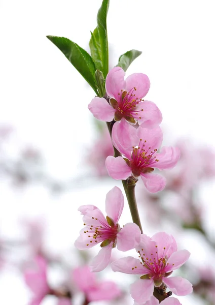 ピンク色の花 — ストック写真