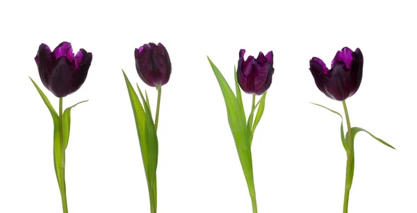 Tulip — Stock Photo, Image