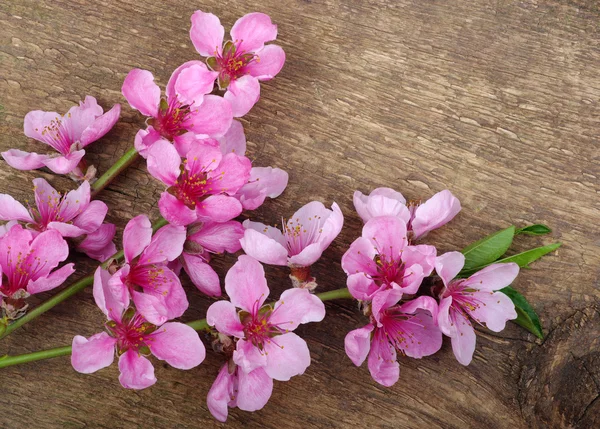 Spring  flower — Stock Photo, Image