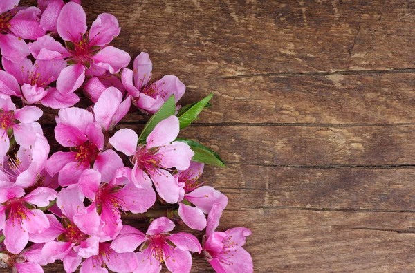 Fiore di primavera — Foto Stock