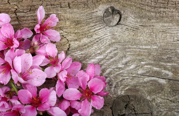 Flor de primavera — Fotografia de Stock