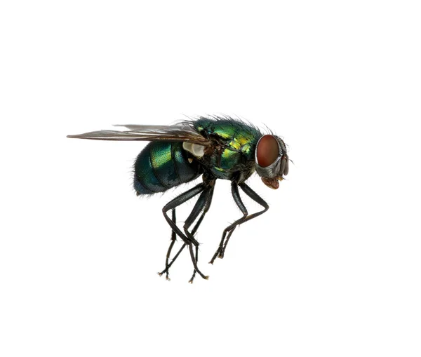 Mosca verde — Fotografia de Stock