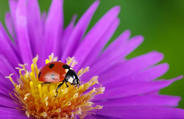 Lieveheersbeestje en bloem — Stockfoto