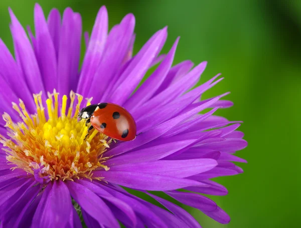 てんとう虫とお花 — ストック写真