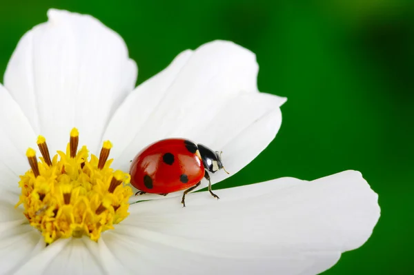 Marienkäfer und Blume — Stockfoto