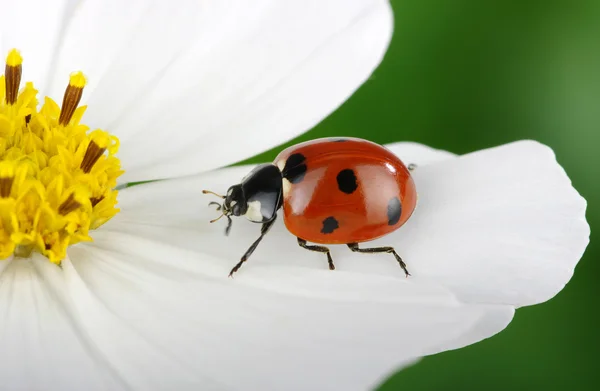 Coccinella e fiore — Foto Stock