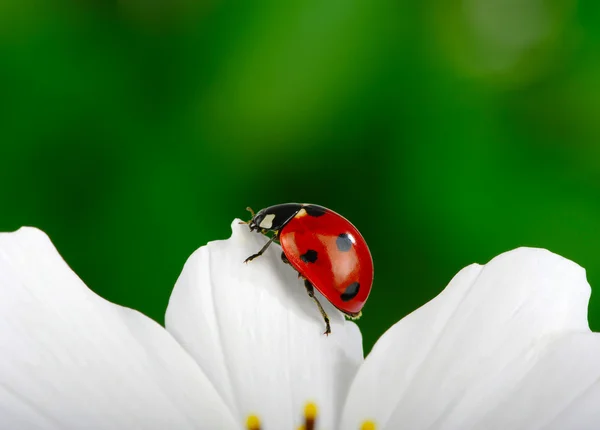 Ladybug and flower — Stock Photo, Image