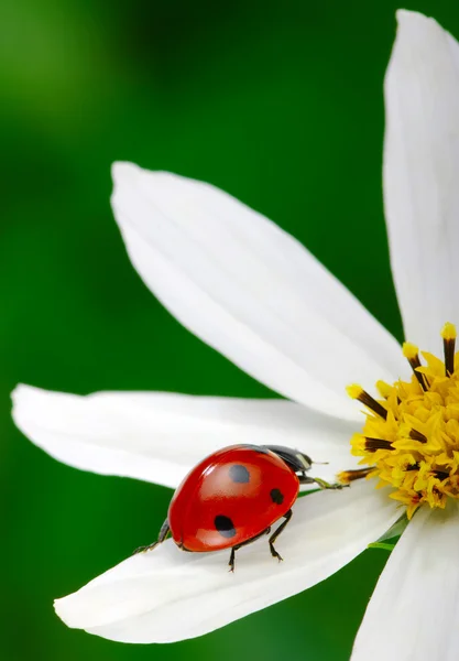 Marienkäfer und Blume — Stockfoto