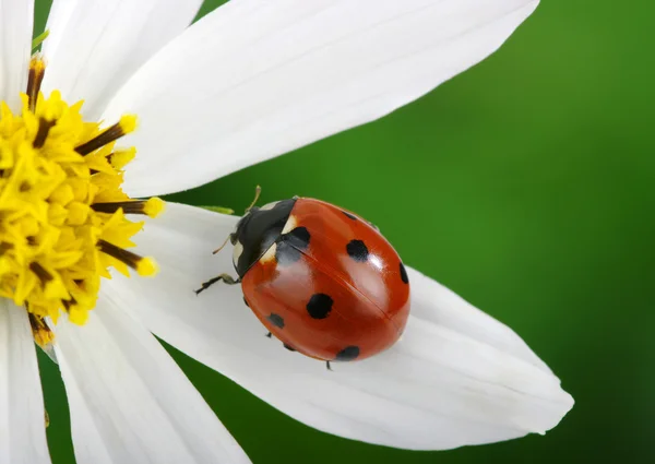 Lieveheersbeestje en bloem — Stockfoto