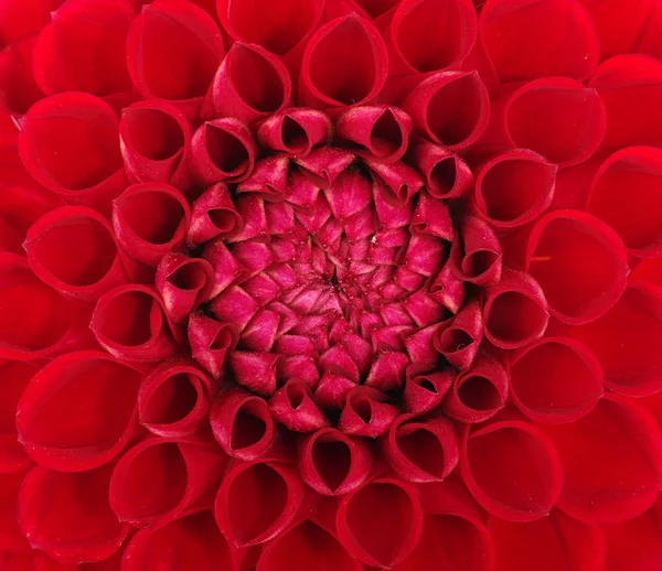 Flor de close-up — Fotografia de Stock