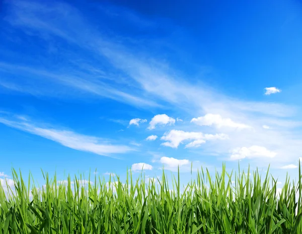 Green grass — Stock Photo, Image