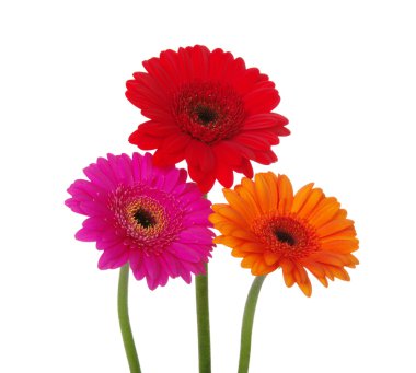 Gerbera'lardan 