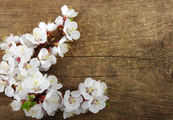 Flower on wood — Stock Photo, Image