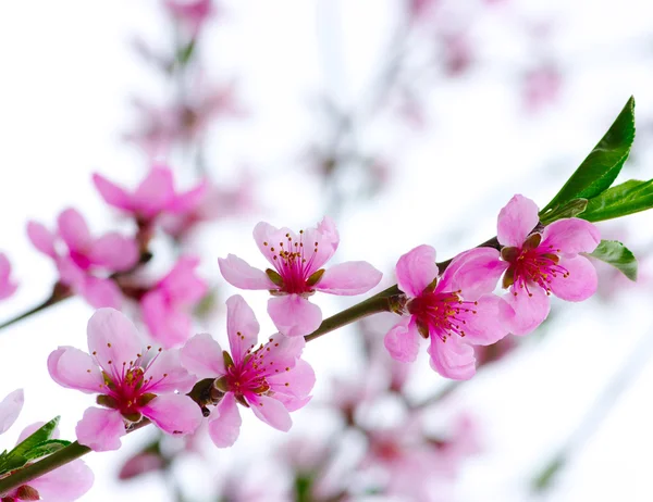 Pink blossoms — Stock Photo, Image