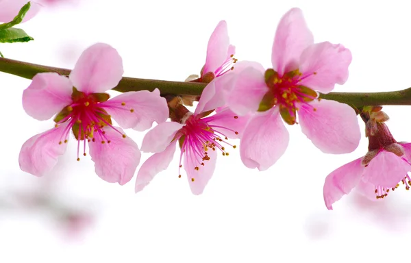 Pink blossoms — Stock Photo, Image