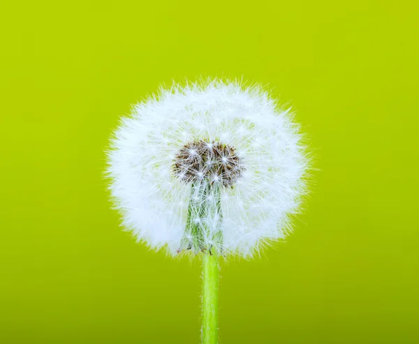 Dente de leão de primavera — Fotografia de Stock