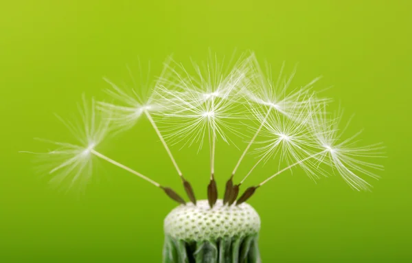 Dente de leão de primavera — Fotografia de Stock