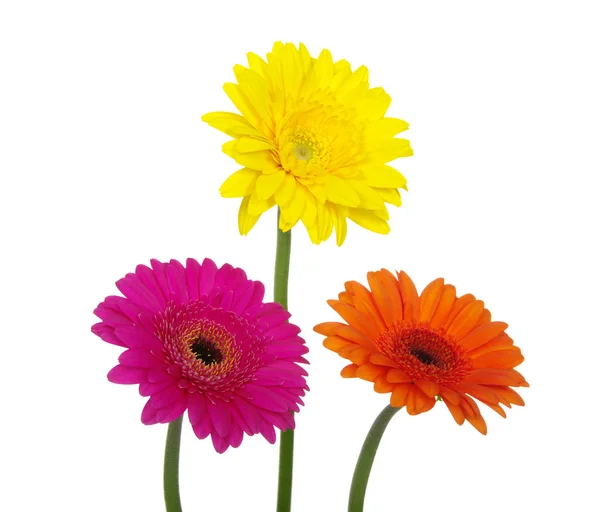 Gerbera Daisies — Zdjęcie stockowe