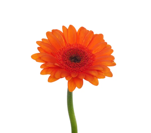 Oranje bloem — Stockfoto