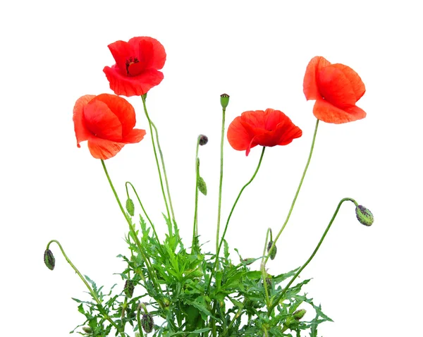 Roter Mohn — Stockfoto