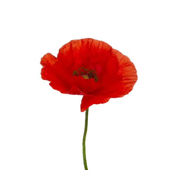 Rode papaver — Stockfoto